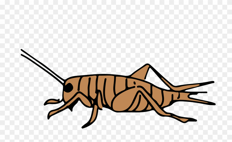 Cricket Insect, Animal, Cricket Insect, Invertebrate Free Transparent Png