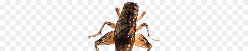 Cricket Insect, Animal, Cricket Insect, Invertebrate, Reptile Png Image