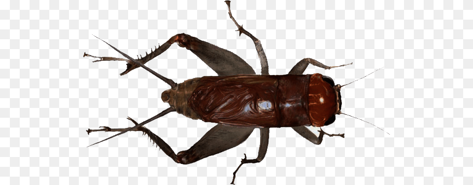Cricket Insect, Animal, Cricket Insect, Invertebrate, Spider Png