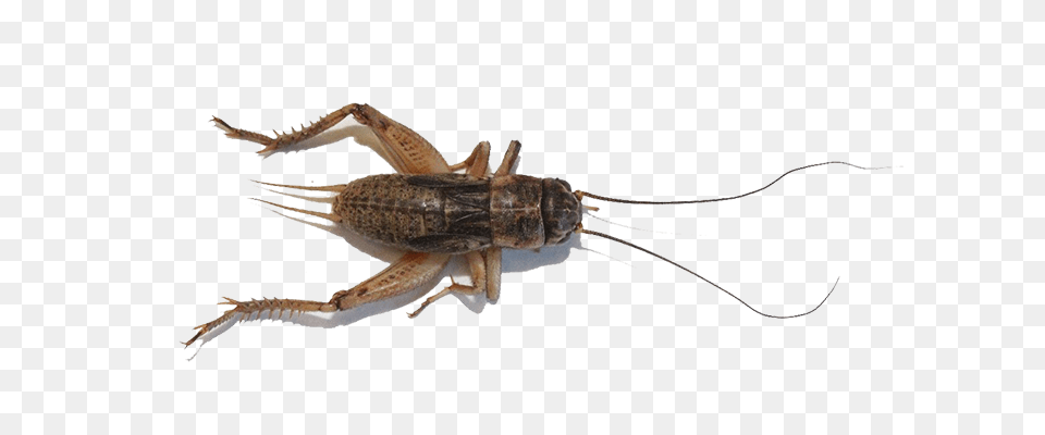 Cricket Insect, Animal, Cricket Insect, Invertebrate Free Transparent Png