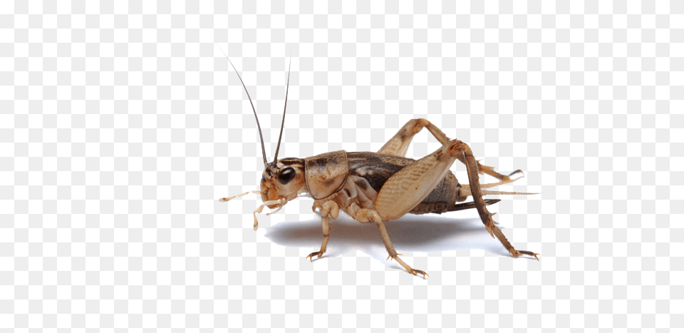 Cricket Insect, Animal, Cricket Insect, Invertebrate Png Image