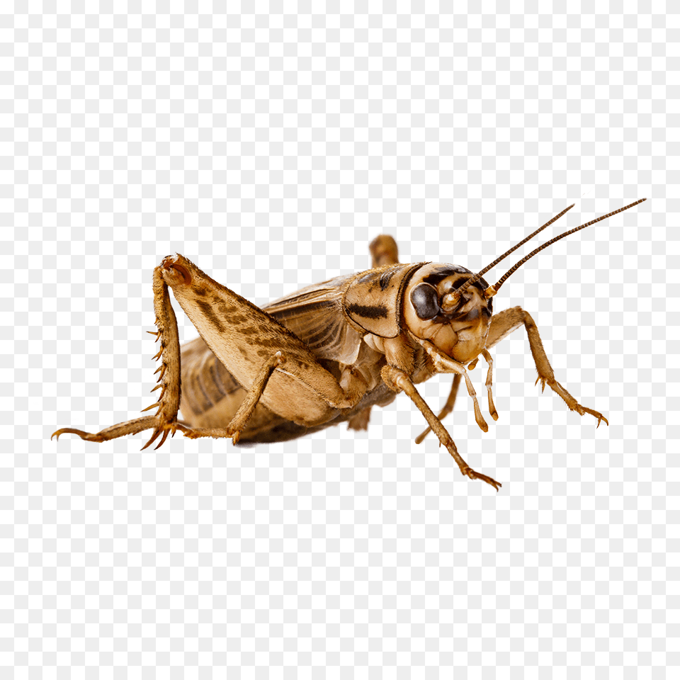 Cricket Insect, Animal, Cricket Insect, Invertebrate Free Png