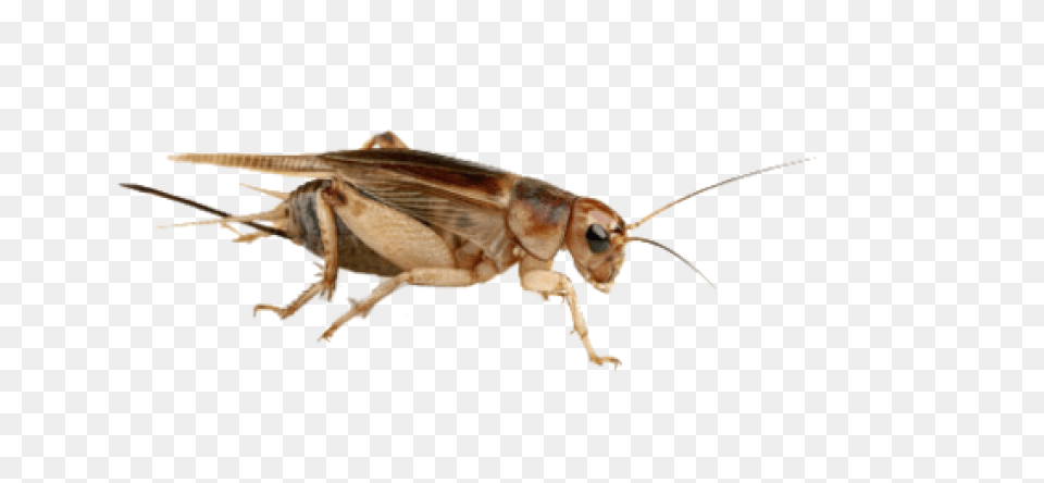 Cricket Insect, Animal, Cricket Insect, Invertebrate Free Png