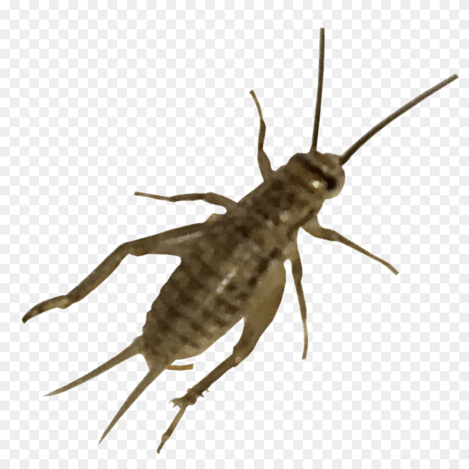 Cricket Insect, Animal, Cricket Insect, Invertebrate Free Png Download