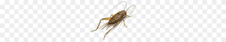 Cricket Insect, Animal, Cricket Insect, Invertebrate, Bow Png Image