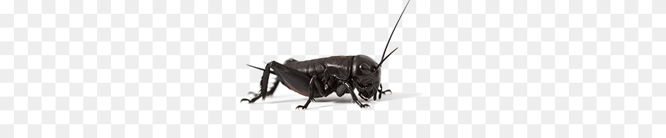 Cricket Insect, Animal, Cricket Insect, Invertebrate, Smoke Pipe Free Png Download