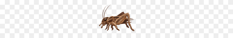 Cricket Insect, Animal, Cricket Insect, Invertebrate, Kangaroo Free Png
