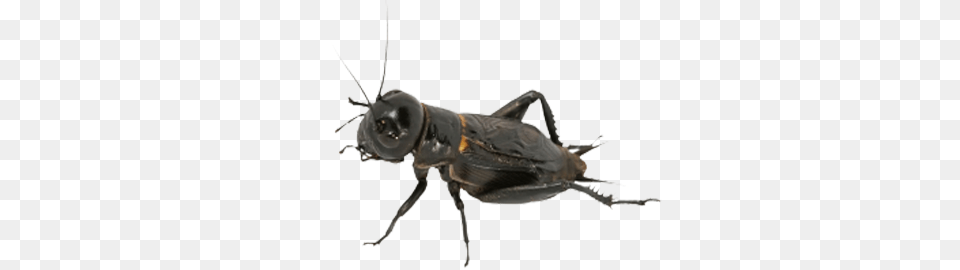 Cricket Insect, Animal, Cricket Insect, Invertebrate, Kangaroo Free Png