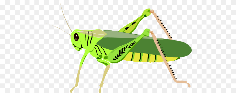 Cricket Insect Clip Art Clipart Collection, Animal, Grasshopper, Invertebrate, Bow Free Transparent Png