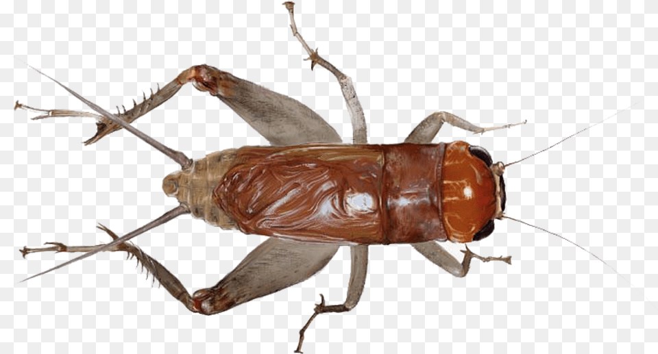 Cricket Insect Cockroach That Looks Like Grasshopper, Animal, Cricket Insect, Invertebrate Free Png Download