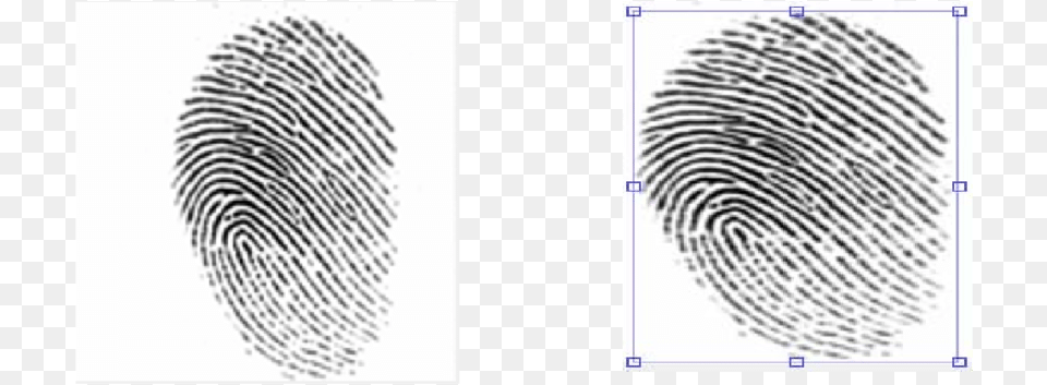 Crime Scene Latent Fingerprints, Spiral, Page, Text Png Image