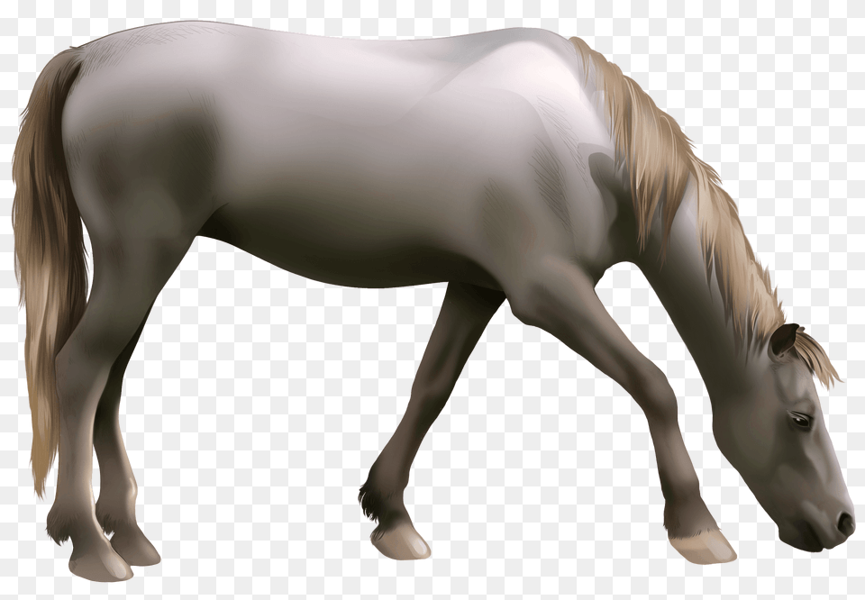 Criollo Horse Clipart, Animal, Colt Horse, Mammal, Stallion Png