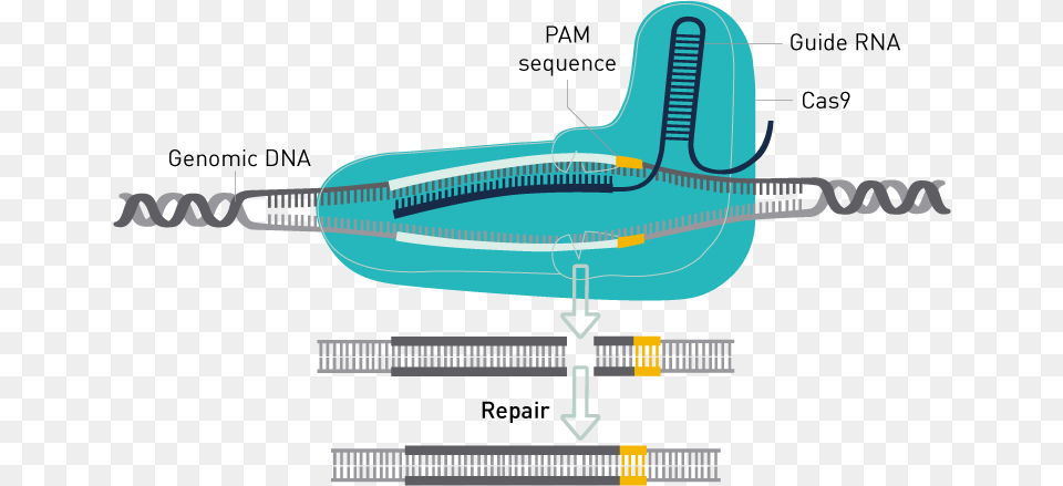 Crispr Cas9 Genome Editing, Cad Diagram, Diagram, Airport, Terminal Free Png Download