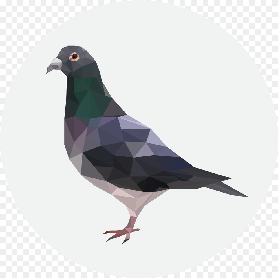Critical Role Metagaming Pigeon Cool Background Pigeon, Animal, Bird, Dove, Fish Free Png Download