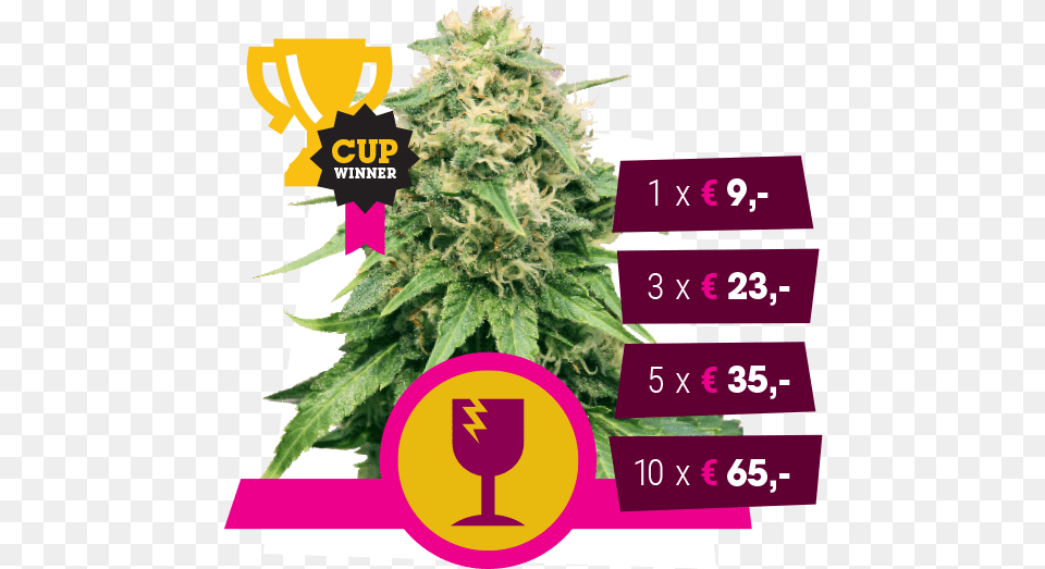 Critical White Widow, Plant, Weed, Hemp Png