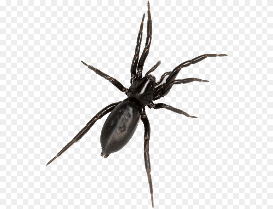 Critically Endangered Spider Found In Haachts Broek Black Tegenaria, Animal, Invertebrate Free Png Download