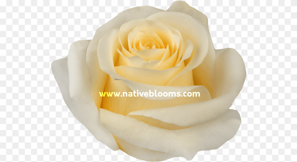 Crme De La Crme Roses Rose, Flower, Petal, Plant Png Image