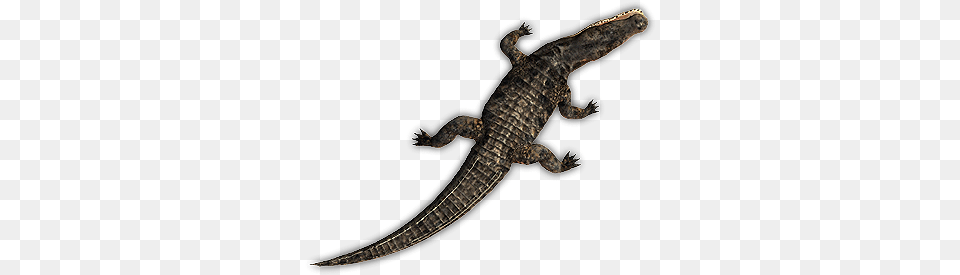 Croc 4 Crocodile Top View, Animal, Lizard, Reptile Free Png Download