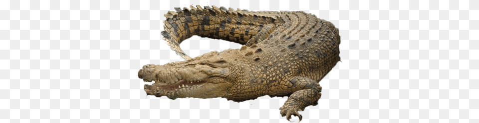 Croc Chicago, Animal, Reptile, Snake, Crocodile Png Image