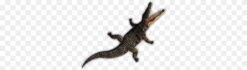 Croc Swim 2 Dundjinni Crocodile, Animal, Lizard, Reptile Png