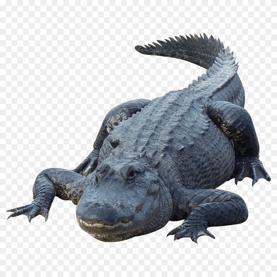 Crocodile, Animal, Dinosaur, Reptile Png