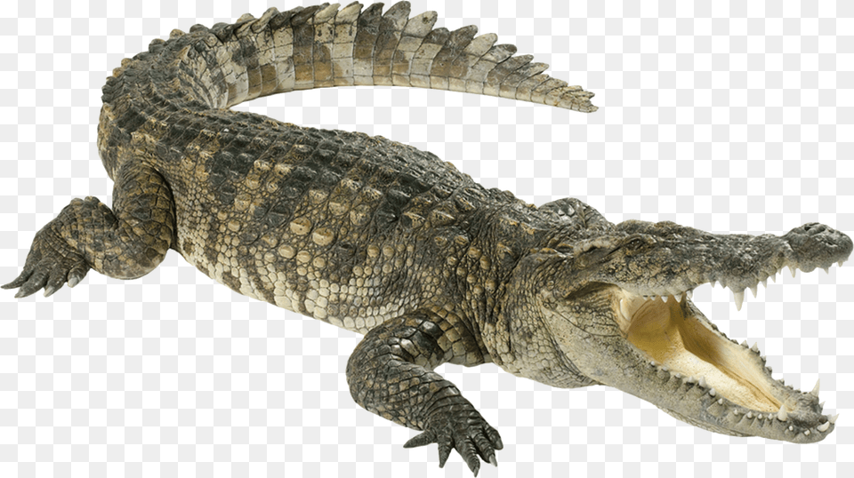 Crocodile, Animal, Dinosaur, Reptile Free Png Download