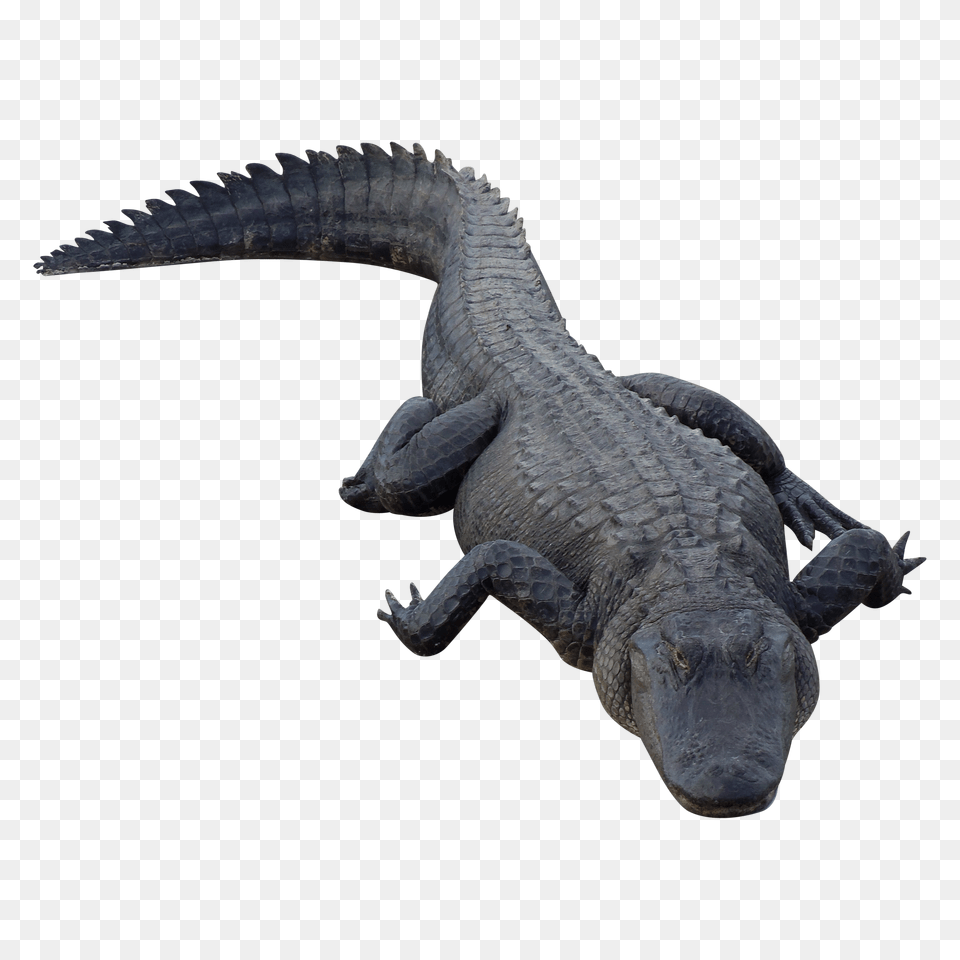 Crocodile, Animal, Lizard, Reptile Png