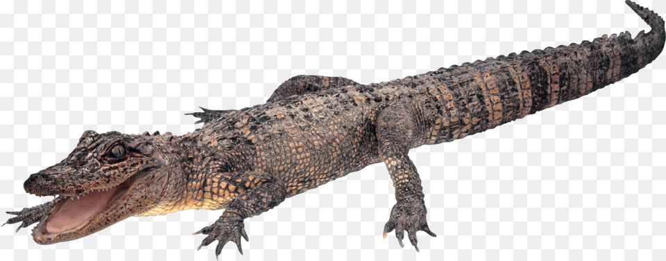 Crocodile, Animal, Lizard, Reptile Free Png Download