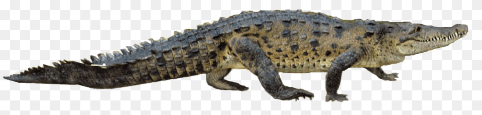 Crocodile, Animal, Lizard, Reptile Free Transparent Png