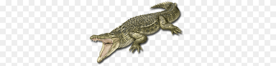 Crocodile, Animal, Reptile, Snake Png