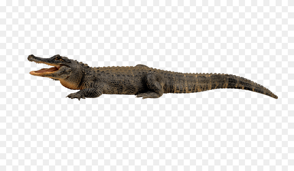 Crocodile, Animal, Lizard, Reptile Png Image