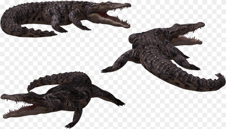 Crocodile 3d, Animal, Dinosaur, Reptile, Electronics Png