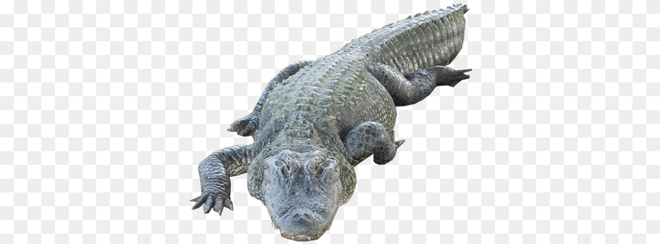 Crocodile, Animal, Reptile, Lizard Free Png