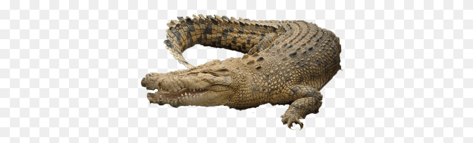 Crocodile, Animal, Reptile, Lizard Free Transparent Png