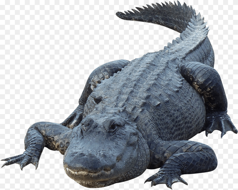 Crocodile Alligator, Animal, Lizard, Reptile Png Image