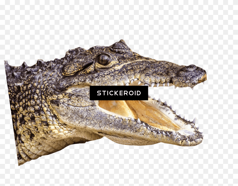 Crocodile American Crocodile, Animal, Lizard, Reptile Free Transparent Png