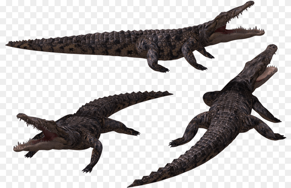 Crocodile Background Images Crocodile 3d, Electronics, Hardware, Animal, Lizard Free Transparent Png
