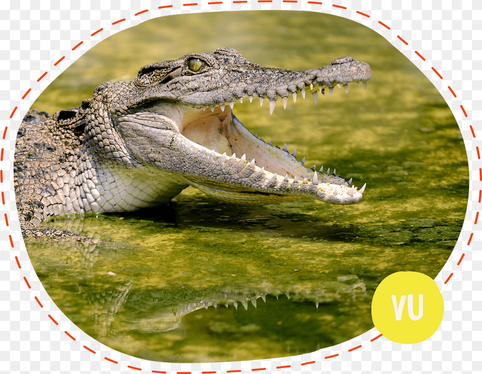 Crocodile Biting Crocodile Hi Res, Animal, Dinosaur, Reptile Free Transparent Png