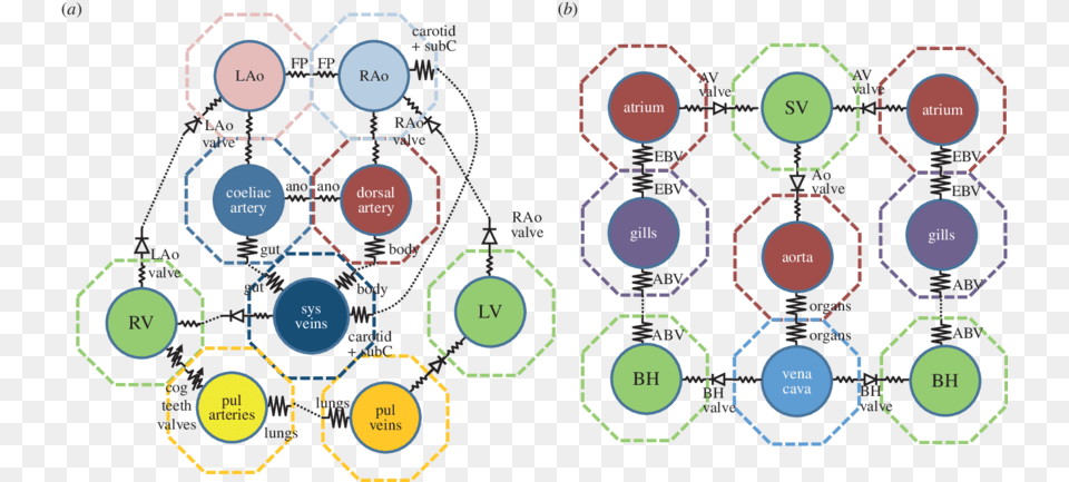 Crocodile Circulation Network B Octopus Circulation Circulatory System, Ammunition, Grenade, Weapon Free Png Download