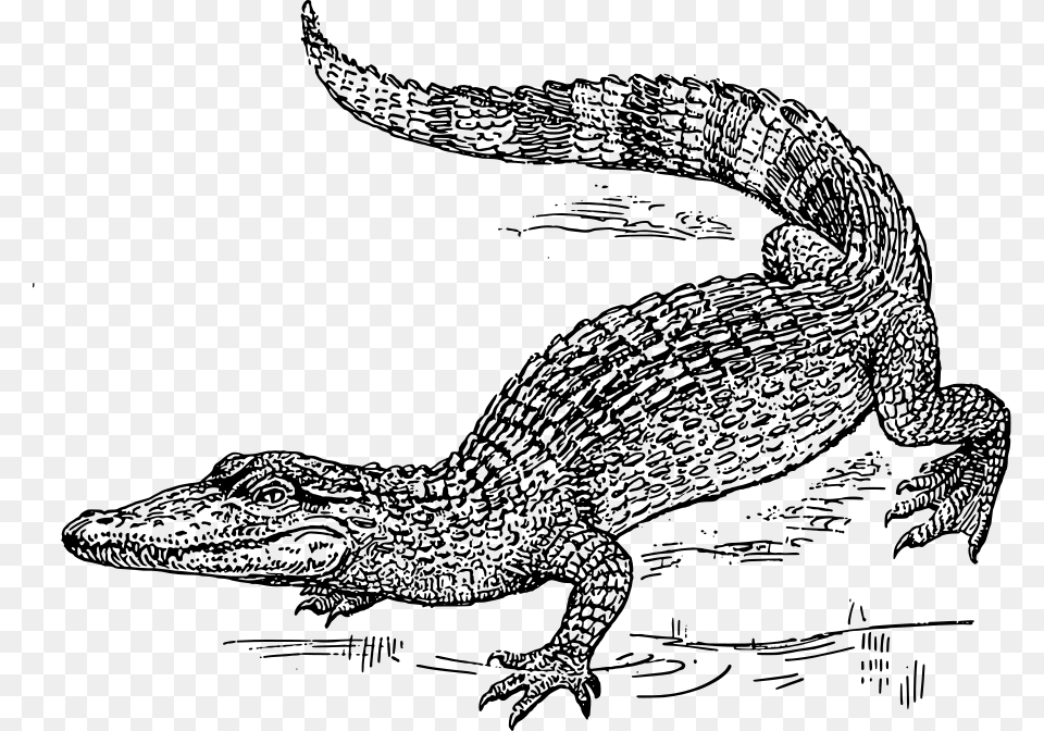 Crocodile Clipart, Gray Png Image
