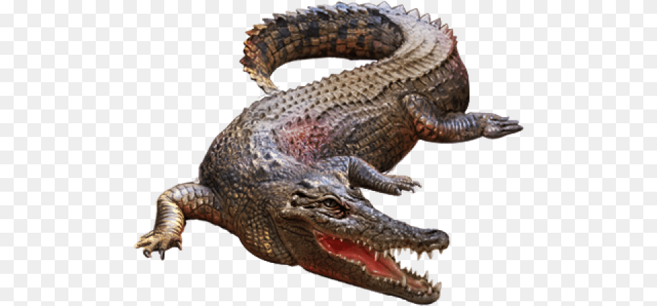 Crocodile Clipart Crocodile, Animal, Lizard, Reptile Png