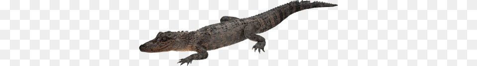 Crocodile Clipart Dlpng, Animal, Lizard, Reptile Free Png Download