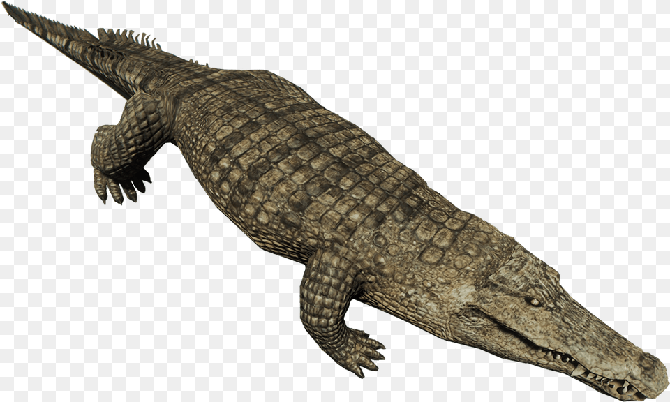 Crocodile Crocodile, Animal, Lizard, Reptile Png Image