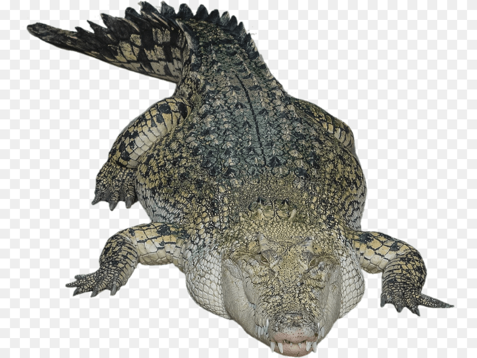 Crocodile Crocodile With Background, Animal, Reptile, Lizard Free Png
