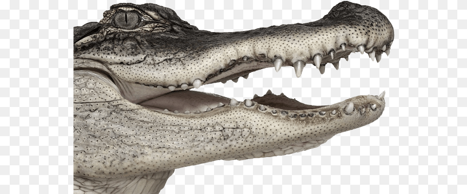 Crocodile Crocodiles, Animal, Reptile, Fish, Sea Life Png Image