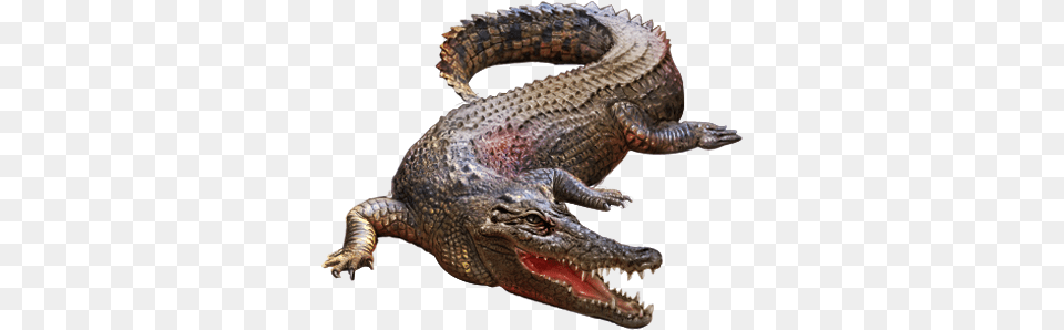 Crocodile Crocodiles, Animal, Lizard, Reptile Free Transparent Png