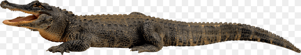 Crocodile Crocodiles Transparent Background, Animal, Lizard, Reptile Png Image