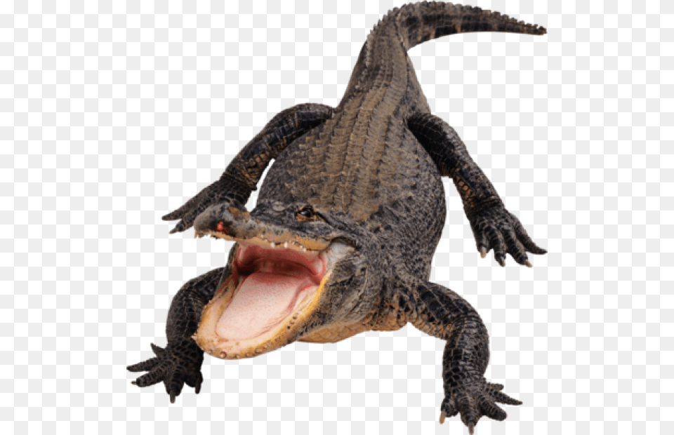 Crocodile Eating Alligator, Animal, Lizard, Reptile Png Image