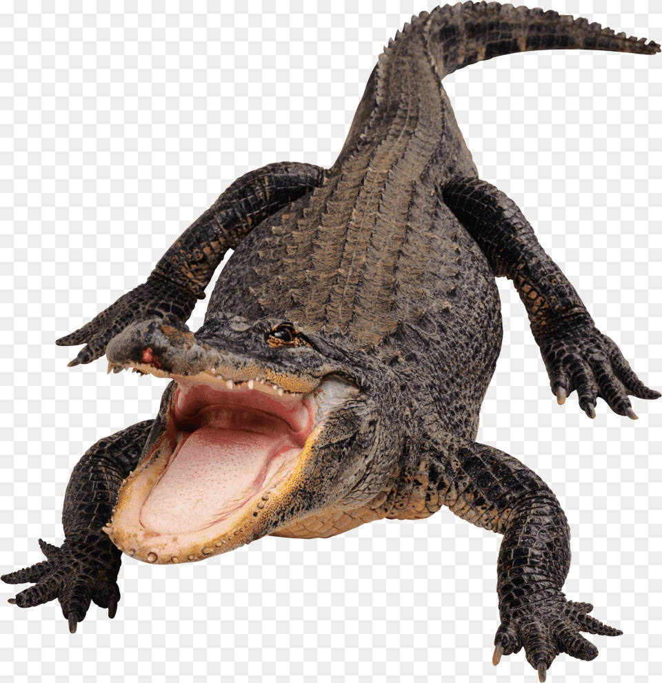 Crocodile Front, Animal, Lizard, Reptile Free Png Download