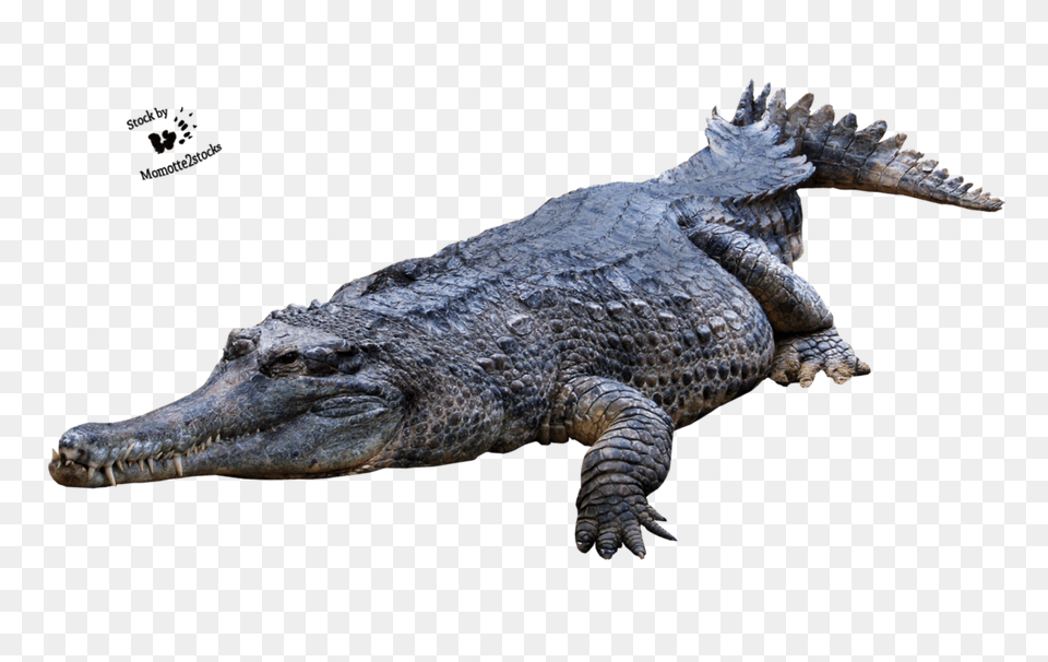 Crocodile Gator Alligator, Animal, Dinosaur, Reptile Free Png Download